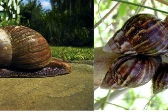 Online snail farming training:yes market but limited product