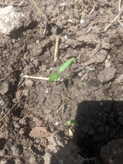 Garden Cone – screenshot 3