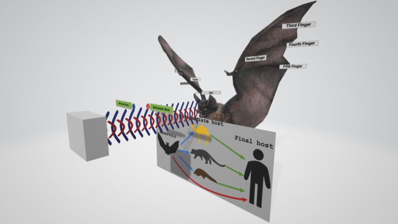 About Bats – screenshot 1