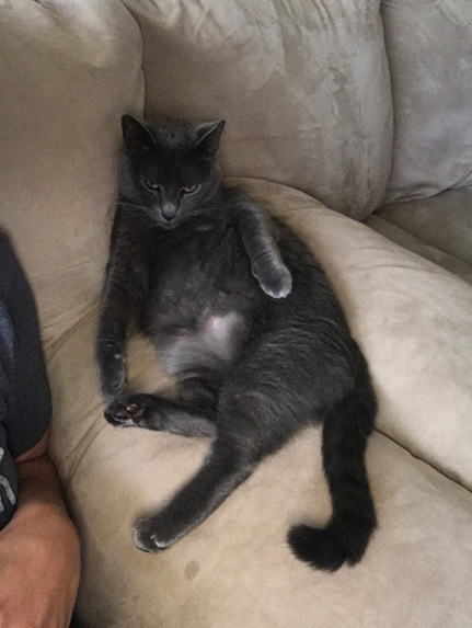 A Purr-fect Storm – screenshot 3