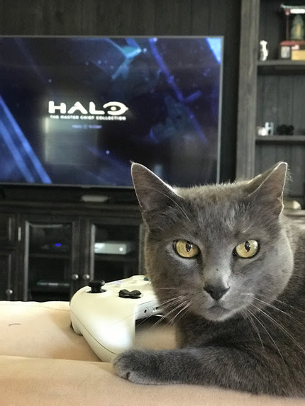 A Purr-fect Storm – screenshot 4