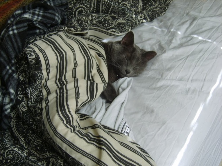 A Purr-fect Storm – screenshot 6