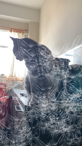 Cat Efects – screenshot 1