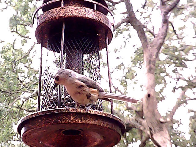 BirdCam – screenshot 2