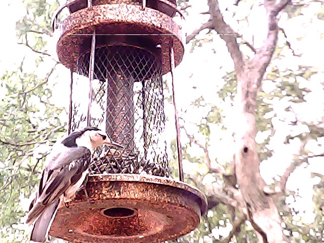 BirdCam – screenshot 3