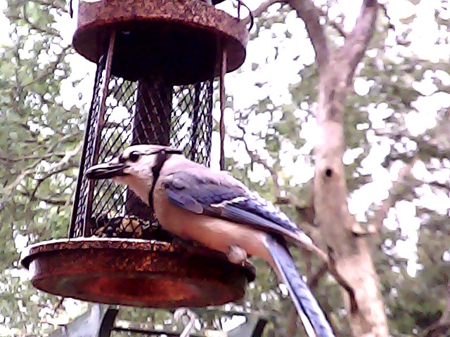 BirdCam – screenshot 4