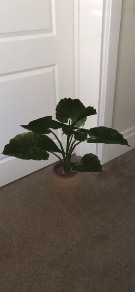 Plants at Home – screenshot 3