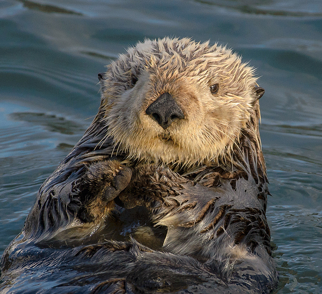 Endangered Canadian Sea Otters Organization – screenshot 2