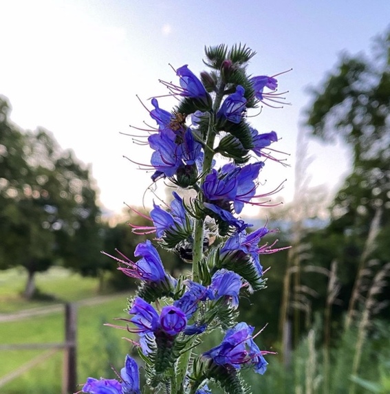 BIO03_plant local – screenshot 5