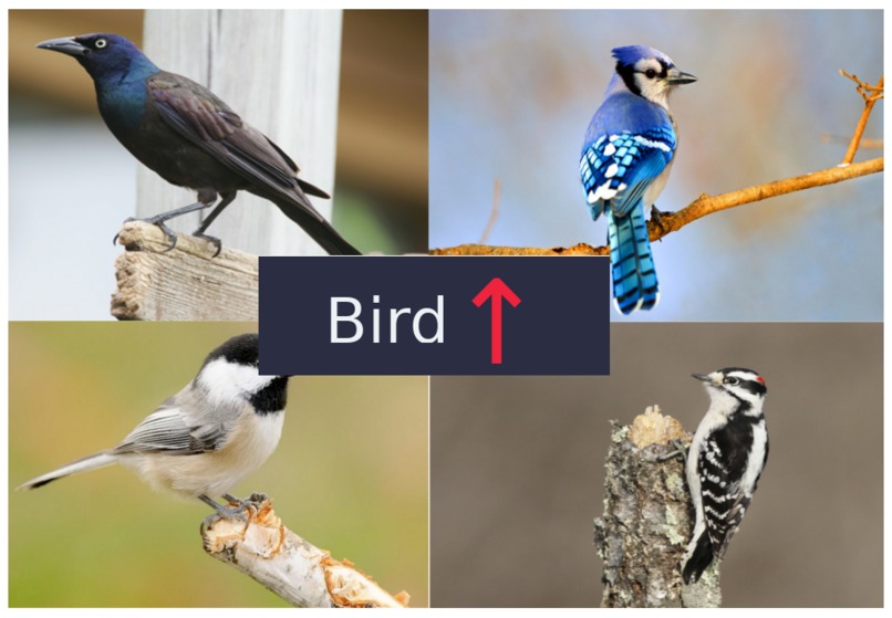 BirdUp (Bird ↑) – screenshot 1