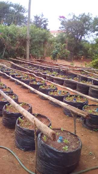 S KITCHEN GARDEN (EAT MORE GREENS KEEP HEALTHY CAMPAIGN)   – screenshot 1