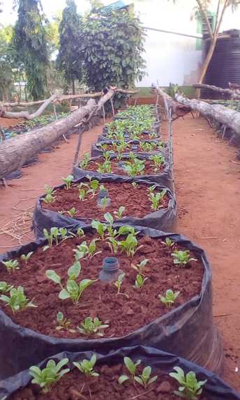 S KITCHEN GARDEN (EAT MORE GREENS KEEP HEALTHY CAMPAIGN)   – screenshot 3