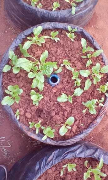 S KITCHEN GARDEN (EAT MORE GREENS KEEP HEALTHY CAMPAIGN)   – screenshot 2