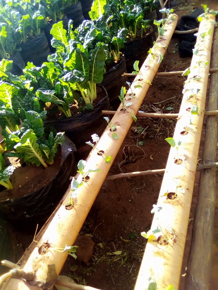 S KITCHEN GARDEN (EAT MORE GREENS KEEP HEALTHY CAMPAIGN)   – screenshot 5