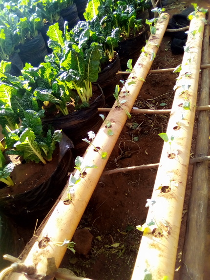 WATER EFFICIENT HYDROPONICS KITCHEN GARDEN PROJECT. – screenshot 4