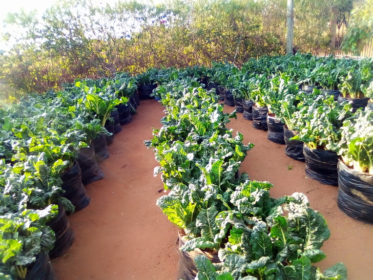 WATER EFFICIENT HYDROPONICS KITCHEN GARDEN PROJECT. – screenshot 6