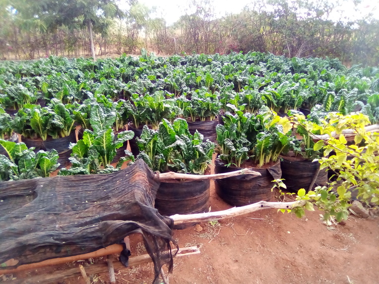 WATER EFFICIENT HYDROPONICS KITCHEN GARDEN PROJECT. – screenshot 7