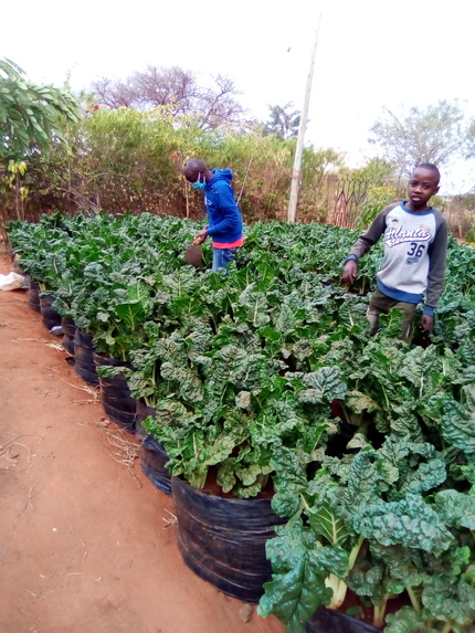 WATER EFFICIENT HYDROPONICS KITCHEN GARDEN PROJECT. – screenshot 9