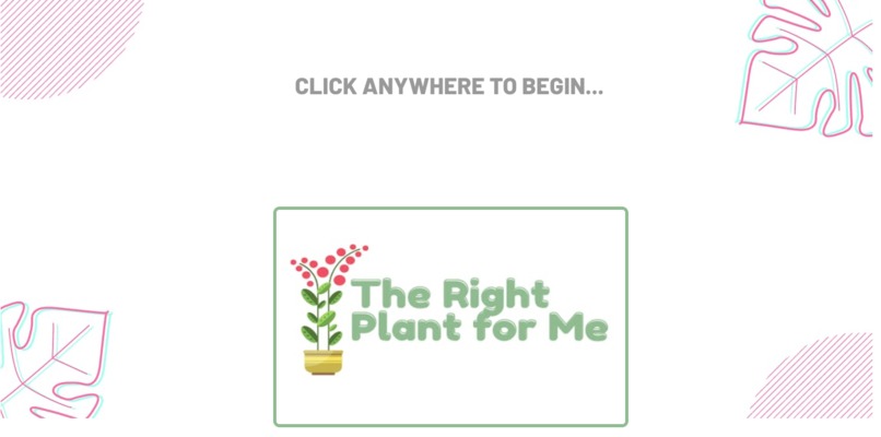 The Right Plant For Me – screenshot 2
