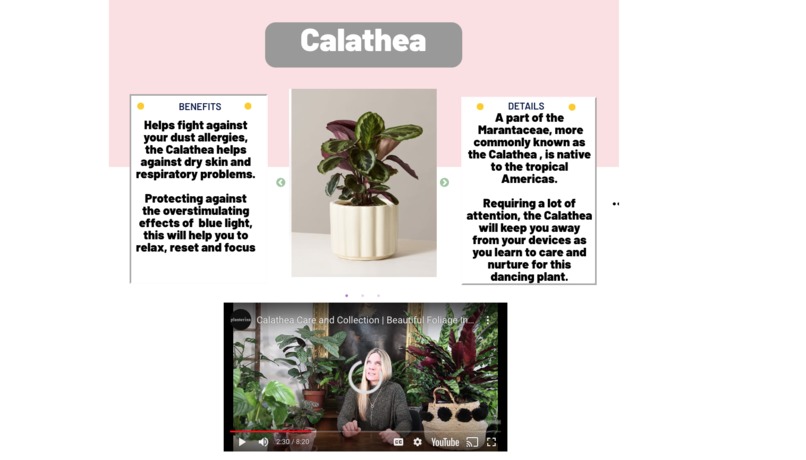 The Right Plant For Me – screenshot 5