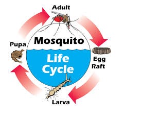 How mosquitoes might be controlled – screenshot 1