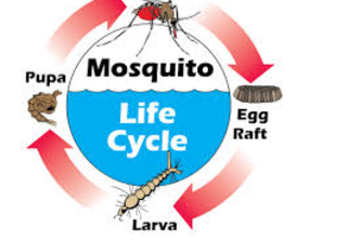 How mosquitoes might be controlled
