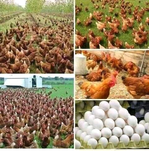 NIGERIA FARM – screenshot 1