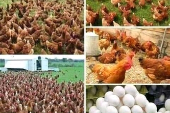 NIGERIA FARM