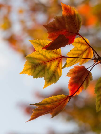 Fall – screenshot 1