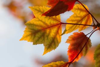 Fall