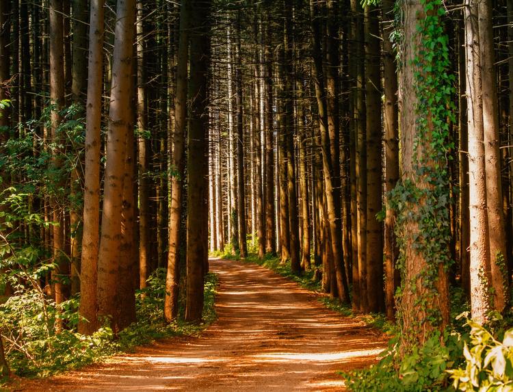 Ikigai Journey - a personal development & empowerment skill – screenshot 4