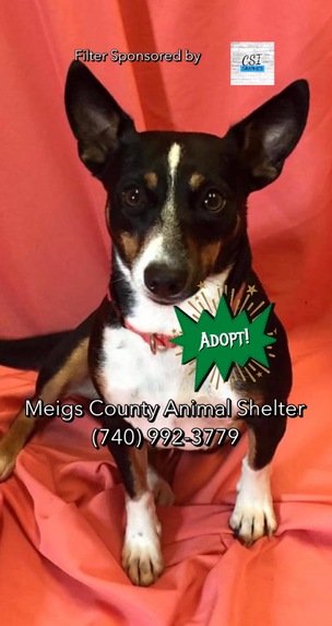 Adopt Your New Best Friend! – screenshot 1