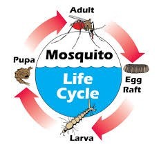 Trapping the mozzies in their life cycle – screenshot 1