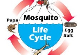 Trapping the mozzies in their life cycle