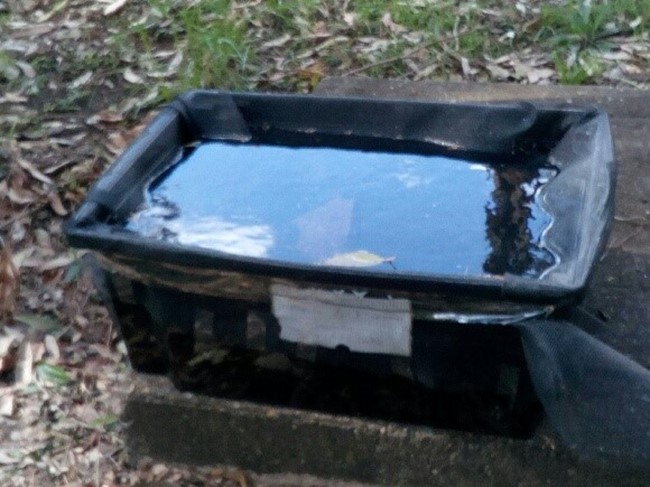 Trapping the mozzies in their life cycle – screenshot 2