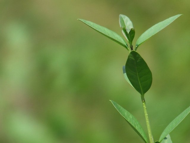 PlantDoctor – screenshot 1