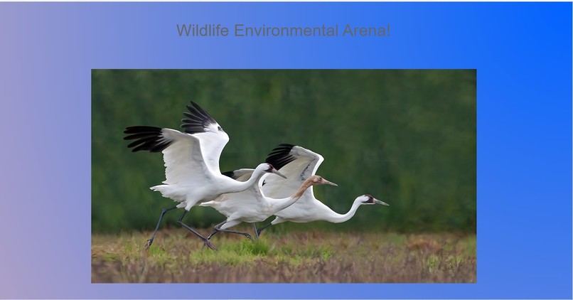 Wildlife Environmental Arena! – screenshot 2