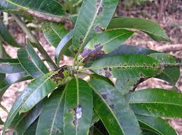 Mango Plant Disease Identification – screenshot 3