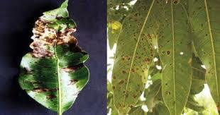Mango Plant Disease Identification – screenshot 4