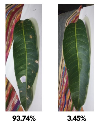 Mango Plant Disease Identification – screenshot 2