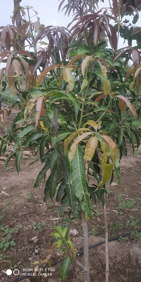 Mango Plant Disease Identification – screenshot 5