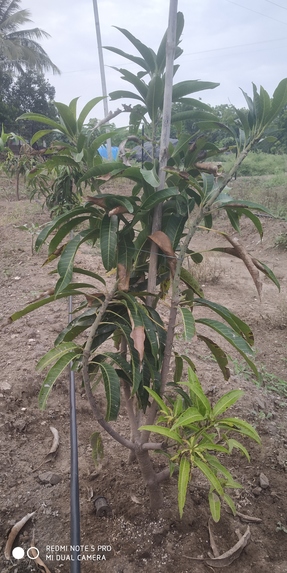 Mango Plant Disease Identification – screenshot 6