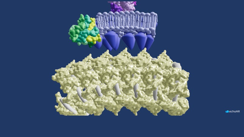 SARS-CoV-2 Spike Protein – screenshot 1