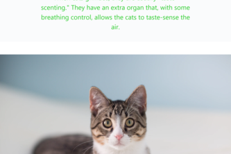 Cat facts - Build with a starter kit challenge