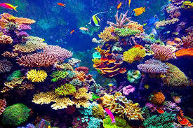 Great Barrier Reef Treatment Plan Suggestion – screenshot 1