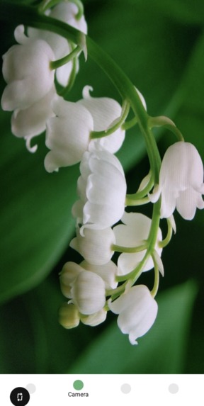 Fleurish – screenshot 3