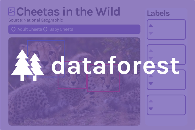 Dataforest – screenshot 1