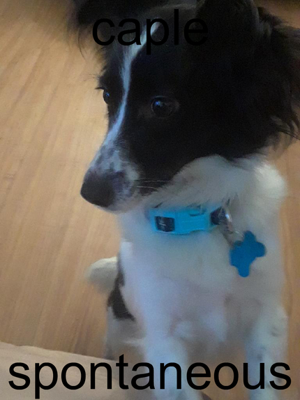 Random Picture Generator – screenshot 5