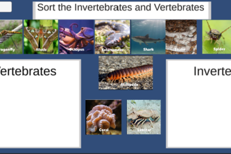 Invertebrate