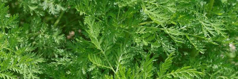 Artemisia Annua Anamed gegen Covid 19 – screenshot 1